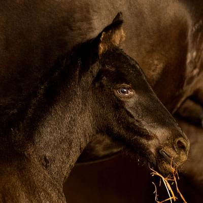 zdjęcie małego ciemnego konia z bliska za nim widać kawałek większego konia